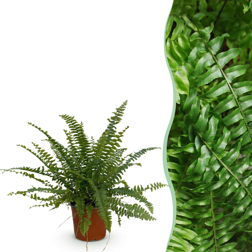 Nephrolepis exaltata Green Lady Farn – Haustierfreundliche Zimmerpflanze 12cm – Höhe ca.25cm – Dekorativer Grünfarn für Wohnzimmer Büro & Schlafzimmer – Plant