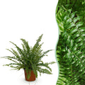 Nephrolepis exaltata Green Lady Farn – Haustierfreundliche Zimmerpflanze 12cm – Höhe ca.25cm – Dekorativer Grünfarn für Wohnzimmer Büro & Schlafzimmer – Plant