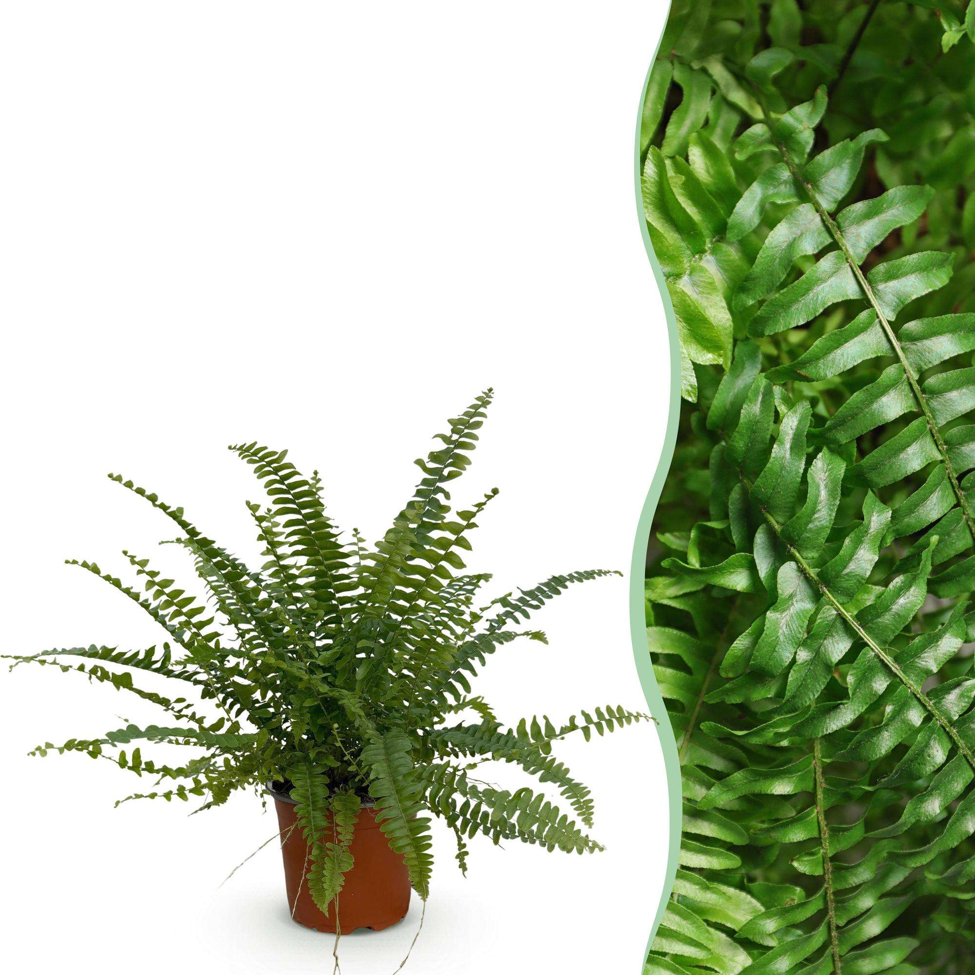 Nephrolepis exaltata Green Lady Farn – Haustierfreundliche Zimmerpflanze 12cm – Höhe ca.25cm – Dekorativer Grünfarn für Wohnzimmer Büro & Schlafzimmer – Plant