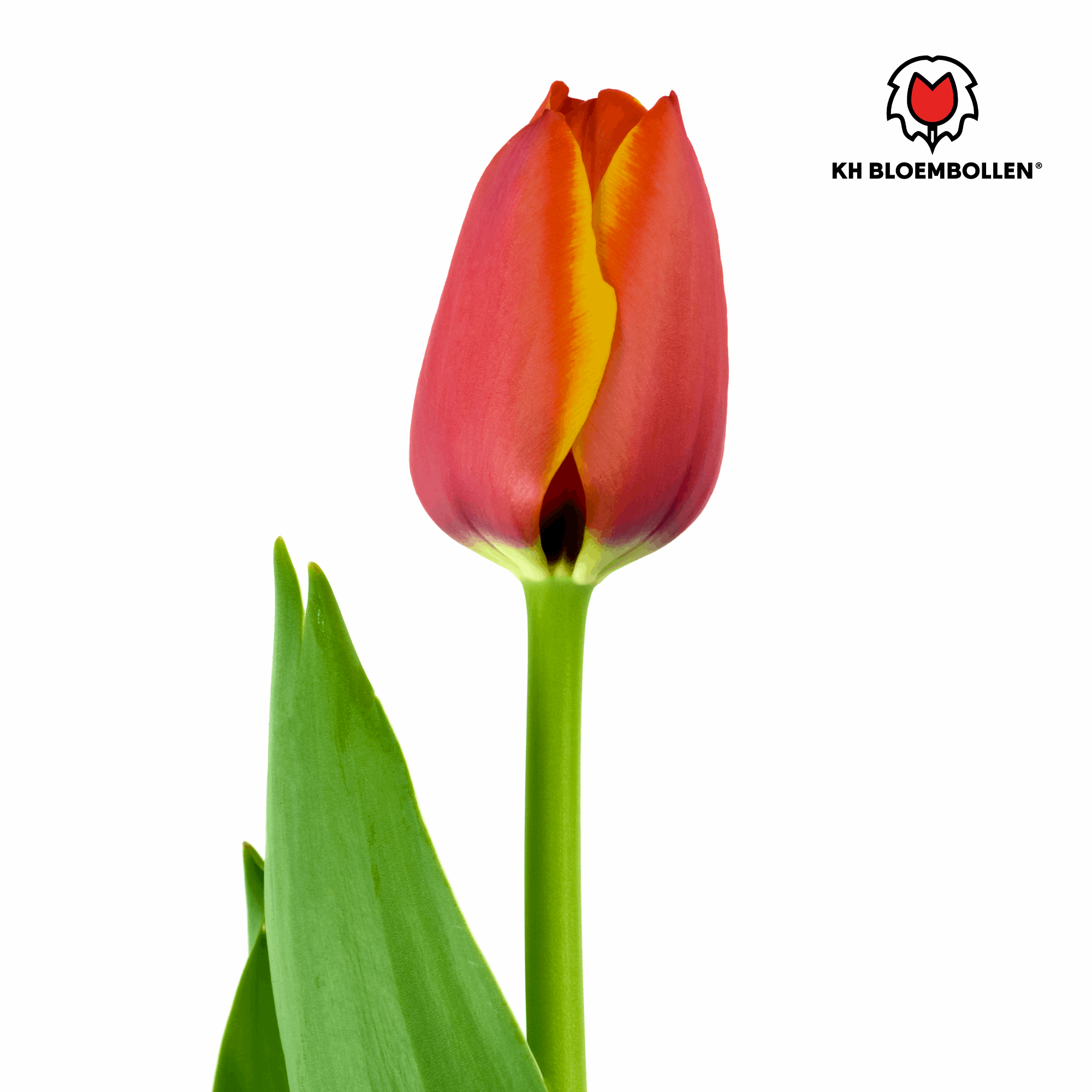 Tulpenzwiebeln Dafeng – 20 Stück – Orangefarbene Tulpen – Großblumig & elegant – Für Garten, Topf & Balkon – Plant