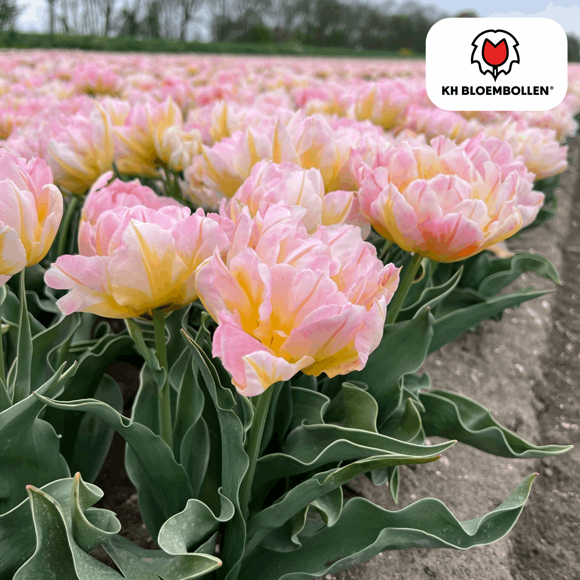 Tulpenzwiebeln Password – 20 Blumenzwiebln – Rosa gefüllte Tulpe – Zart & romantisch – Für Garten & Topf – Plant