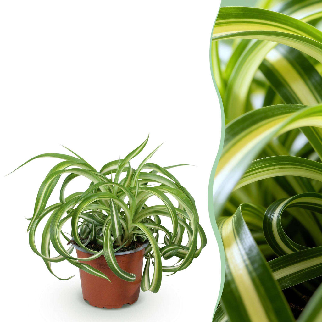 Grünlilie Chlorophytum comosum Bonnie Lockige Graslilie – Haustierfreundliche Zimmerpflanze im 12cm Topf – Höhe ca.20cm – Plant