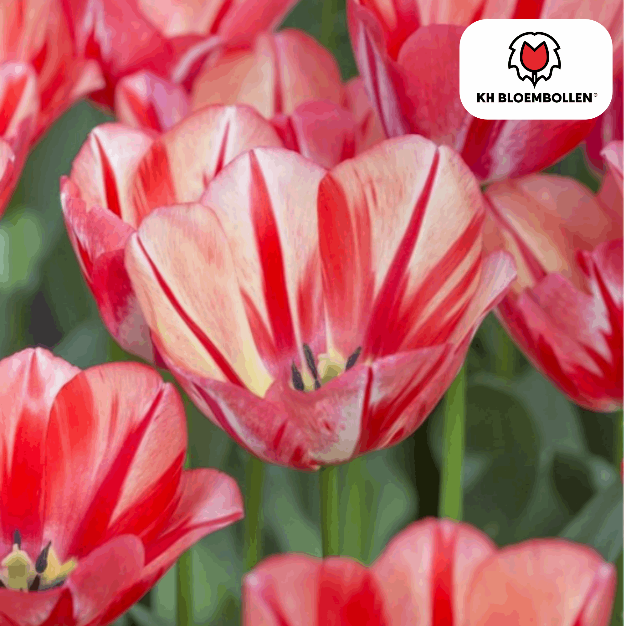 Tulpenzwiebeln Spryng Break – 20 Blumenzwiebeln – Rot-orange Tulpe – Feurig & auffällig – Für Garten & Topf – Plant
