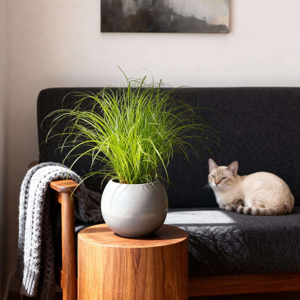 Cyperus alternifolius Zumula Katzenpflanze – Haustierfreundliche Zimmerpflanze 12cm – Höhe ca.20cm – Grünpflanze für Wohnzimmer Büro & Fensterbank – Plant