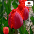 Tulpenzwiebeln Masterpeace – 20 Blumenzwiebeln – Rote Tulpe mit gezacktem Rand – Robust & einzigartig – Für Garten & Topf – Plant