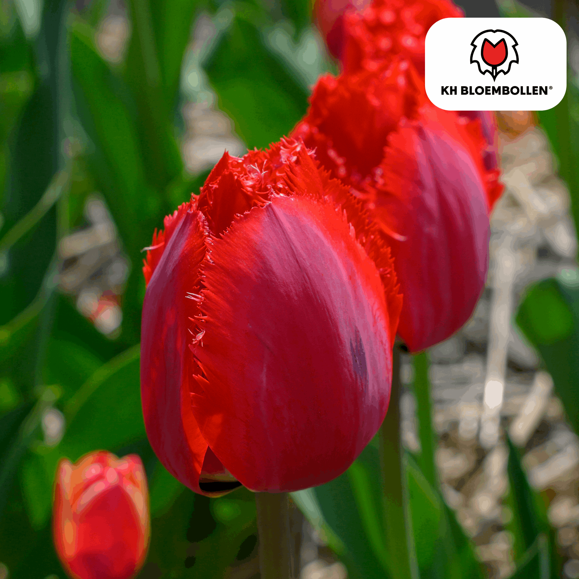 Tulpenzwiebeln Masterpeace – 20 Blumenzwiebeln – Rote Tulpe mit gezacktem Rand – Robust & einzigartig – Für Garten & Topf – Plant