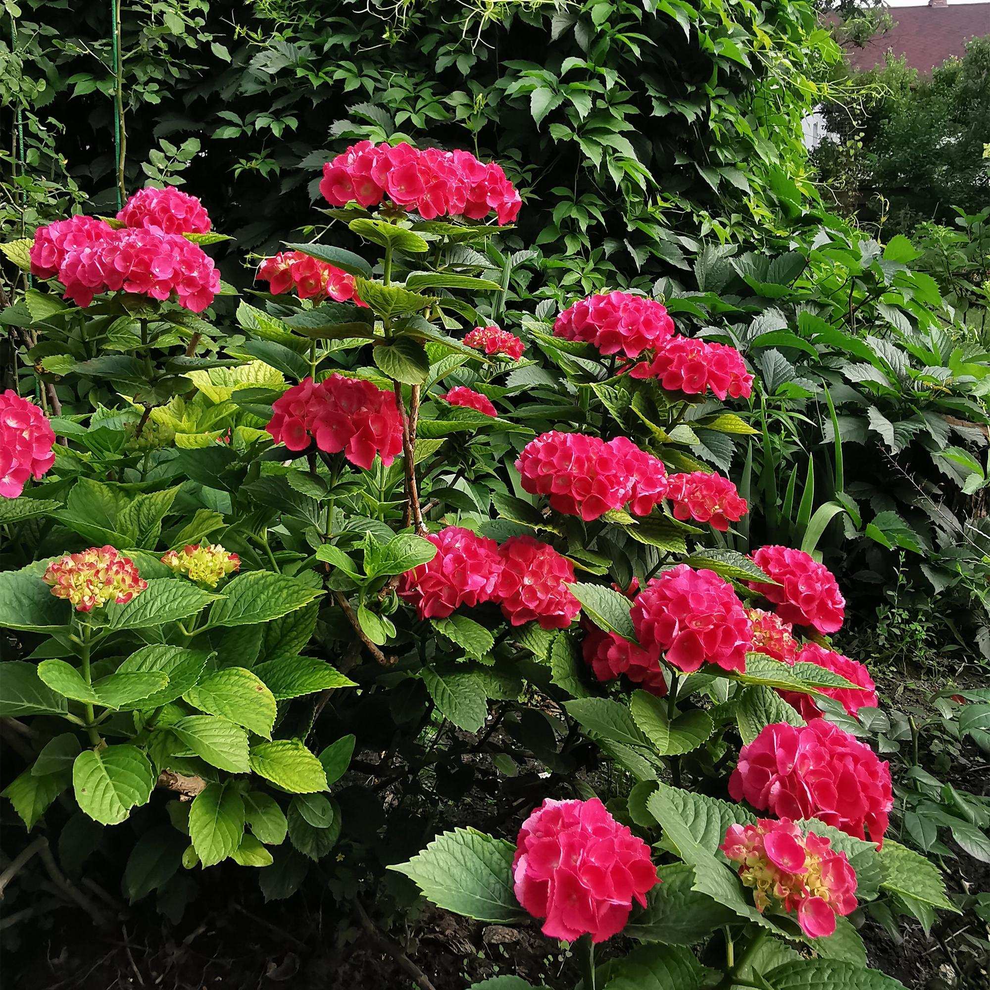 Hortensie – Hydrangea macrophylla Rot – Blüte Rot – Ø17cm – ↕30cm – Sommerblüher – Pflegeleicht & Laubabwerfend – Plant