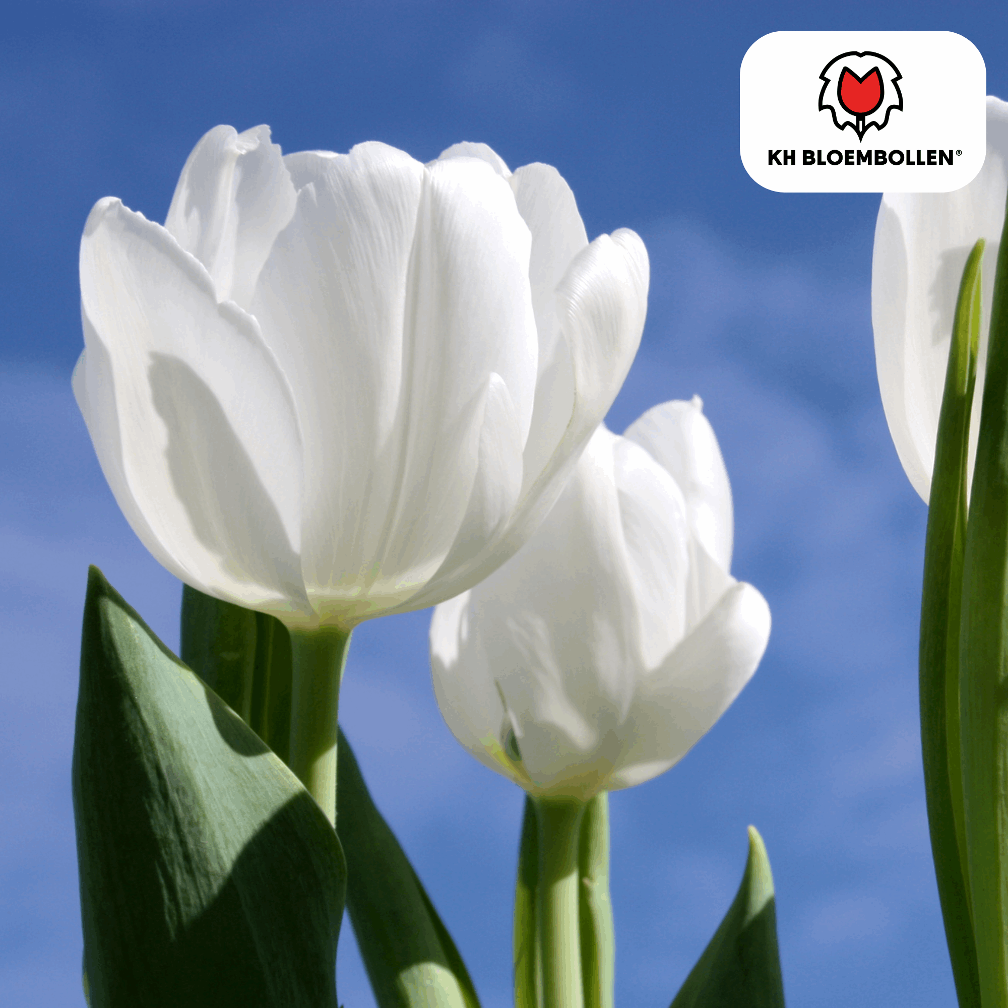 Catherina Tulpenzwiebeln – 20 Stück – Reinweiße Frühlingsblüher – Tulipa „Catherina“ – Für Garten & Topf – Blüte April–Mai – Plant