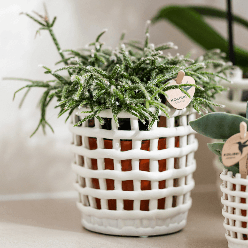 Mesh Ziertopf Ø9cm – Moderner Pflanztopf mit Strukturdesign – Dekorativer Übertopf für Zimmerpflanzen & Kräuter – Pot