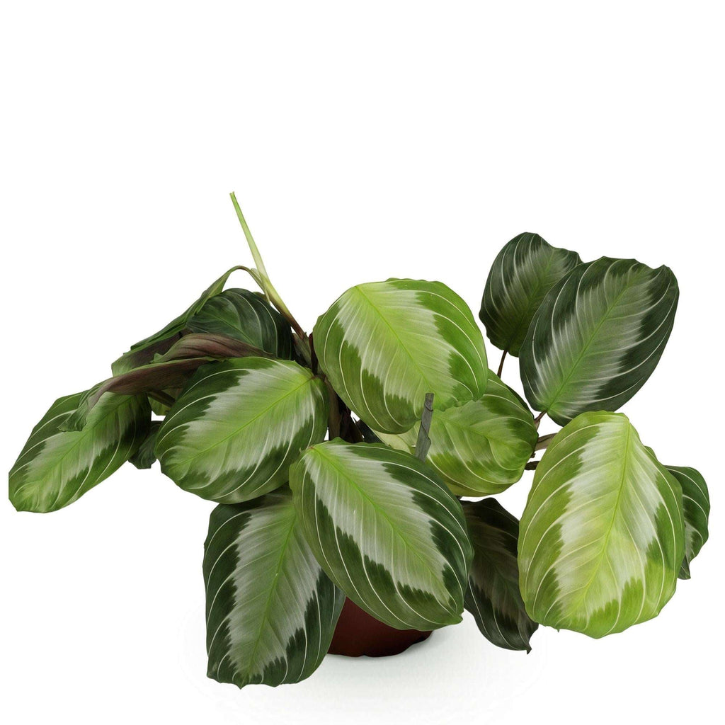 Maranta Fascinator Silverband Gebetspflanze – Haustierfreundliche Zimmerpflanze 12cm – Höhe ca.25cm – Plant