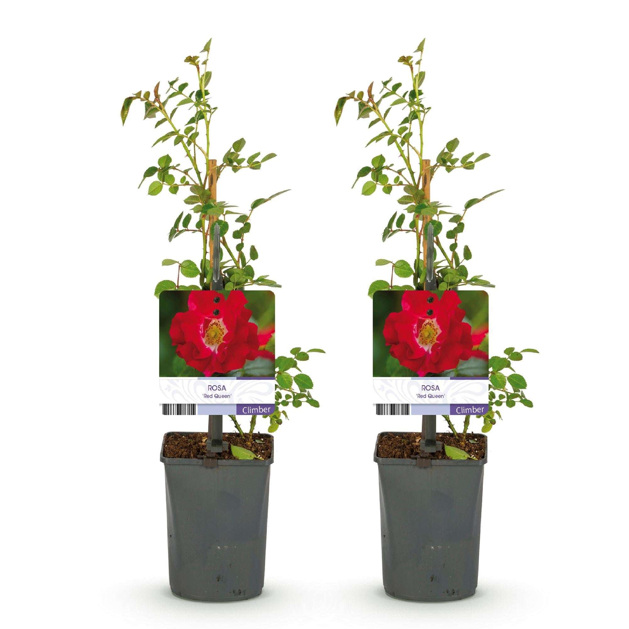 Kletterrose – Rosa Red Queen – Rote Blüten – Stark duftend – 2 Pflanzen – 11cm – Höhe 40cm – Geringer Pflegeaufwand – Plant
