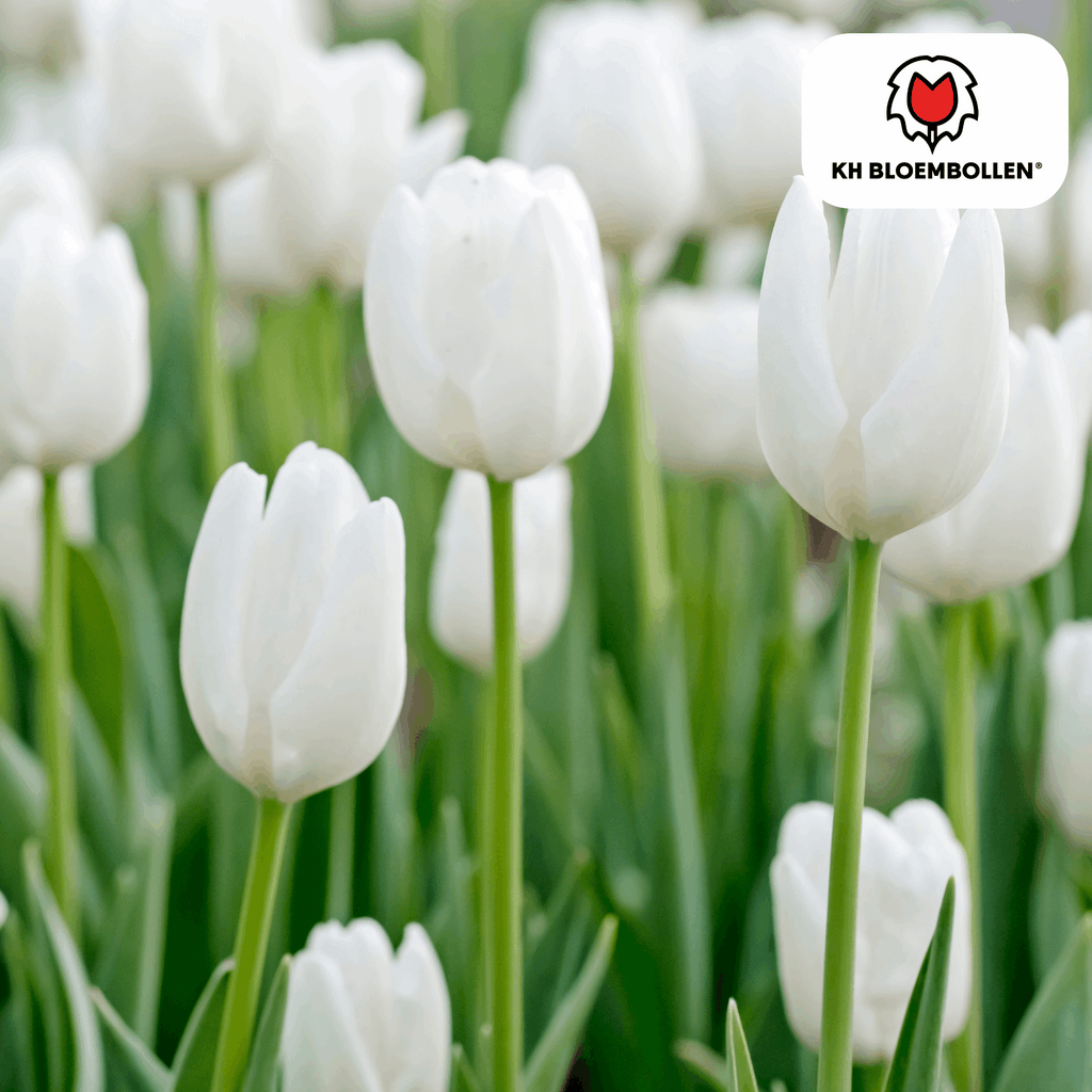 Catherina Tulpenzwiebeln – 20 Stück – Reinweiße Frühlingsblüher – Tulipa „Catherina“ – Für Garten & Topf – Blüte April–Mai – Plant