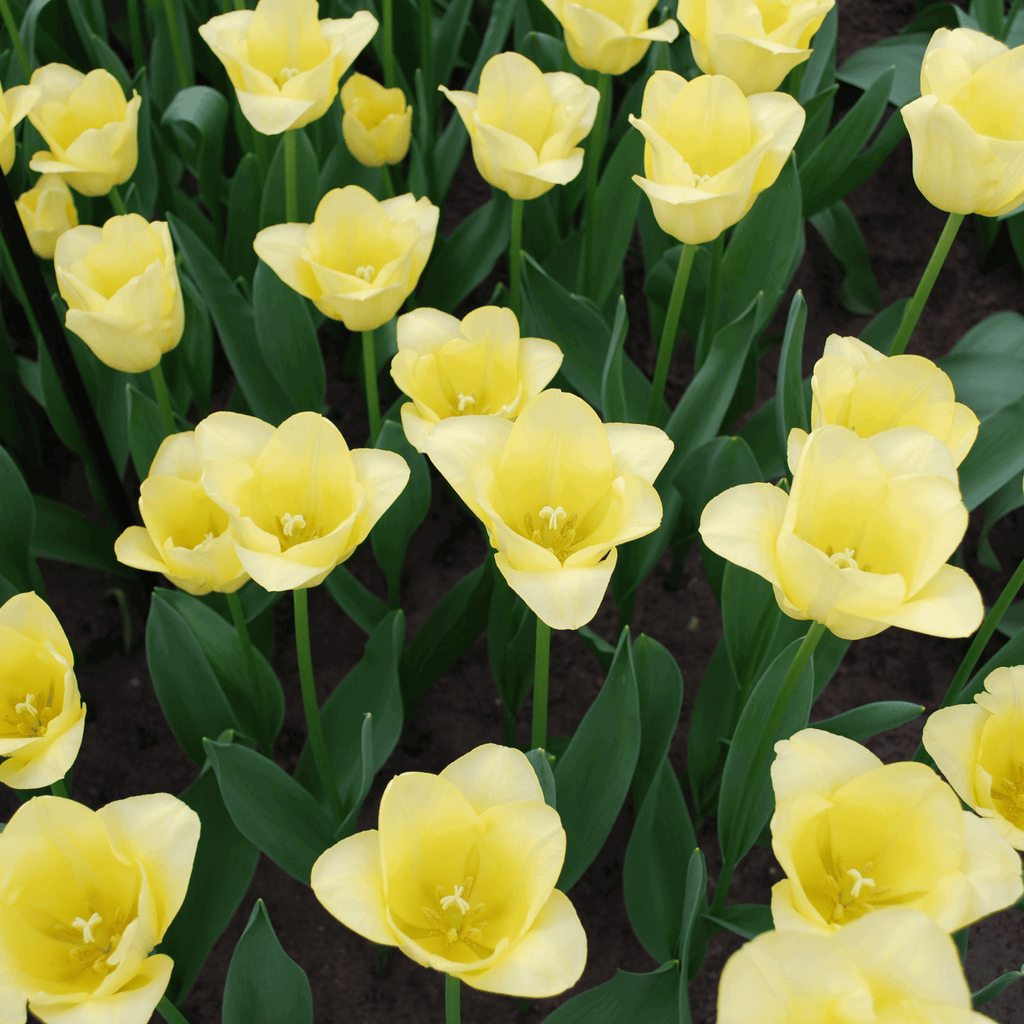 Tulpenzwiebeln World Friendship – 20 Blumenzwiebeln– Hellgelbe Tulpe – Elegante Frühlingsblüher für Garten & Topf – Winterhart – Plant