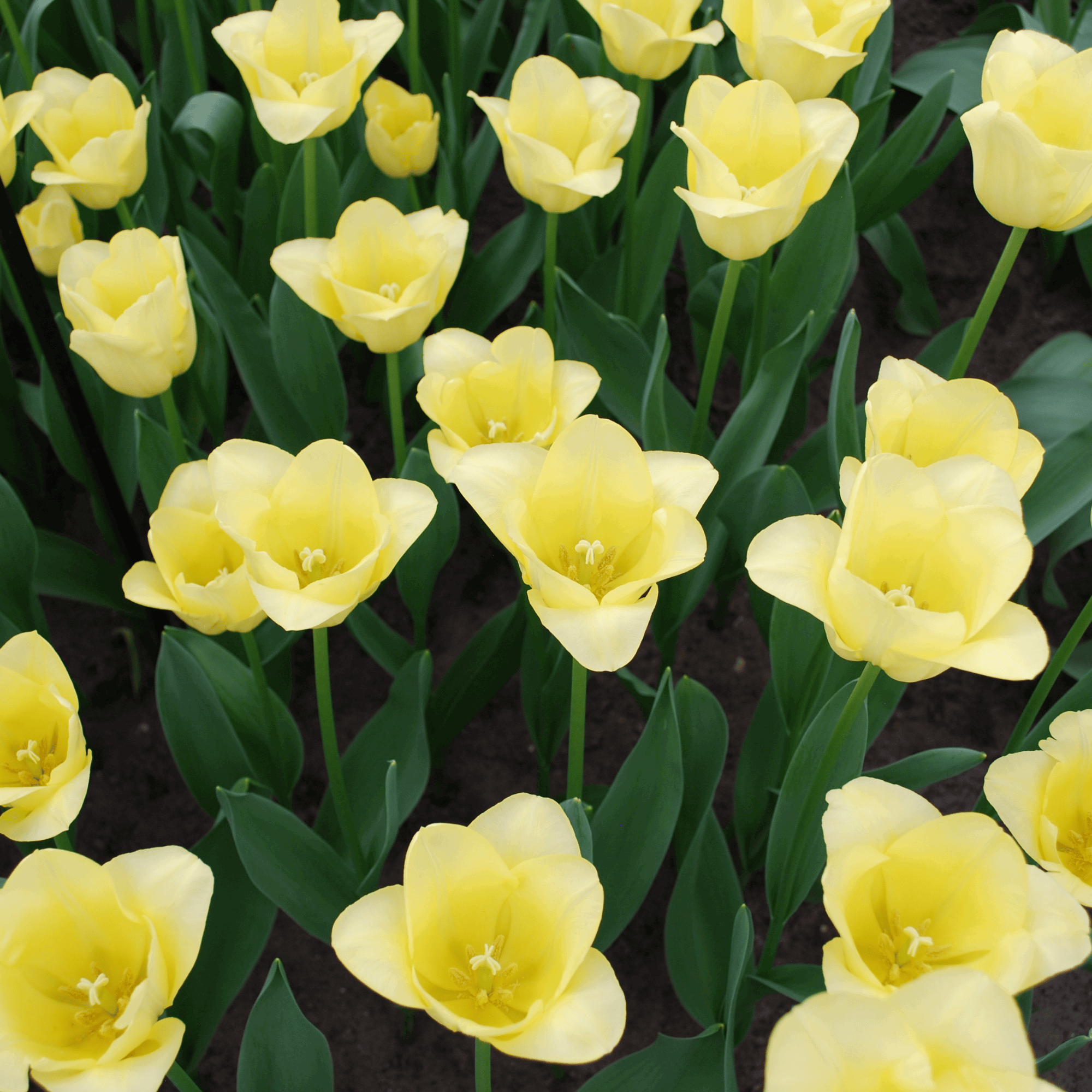 Tulpenzwiebeln World Friendship – 20 Blumenzwiebeln– Hellgelbe Tulpe – Elegante Frühlingsblüher für Garten & Topf – Winterhart – Plant