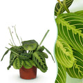 Maranta Fascinator Lemon Lime Gebetspflanze – Haustierfreundliche Zimmerpflanze 12cm – Höhe ca.25cm – Dekorative Blattpflanze für Wohnzimmer & Büro – Plant