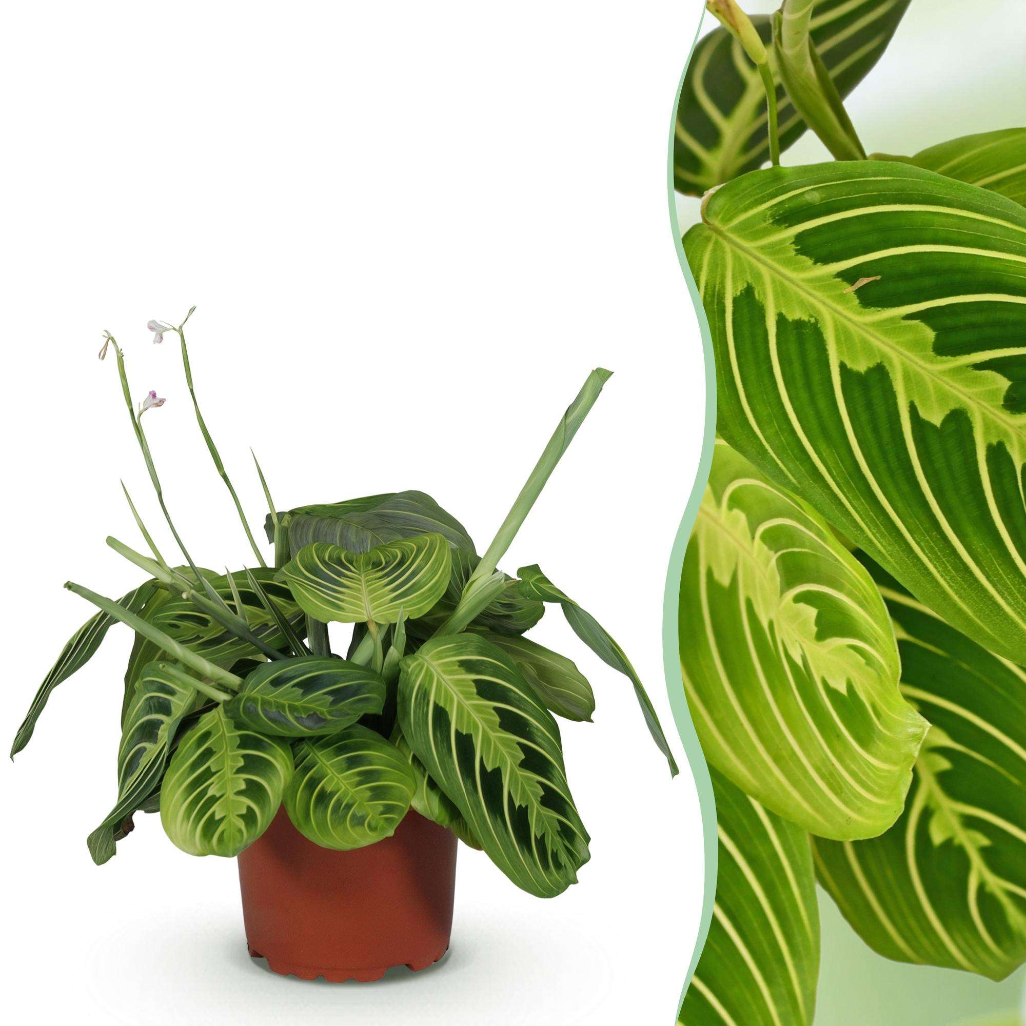 Maranta Fascinator Lemon Lime Gebetspflanze – Haustierfreundliche Zimmerpflanze 12cm – Höhe ca.25cm – Dekorative Blattpflanze für Wohnzimmer & Büro – Plant