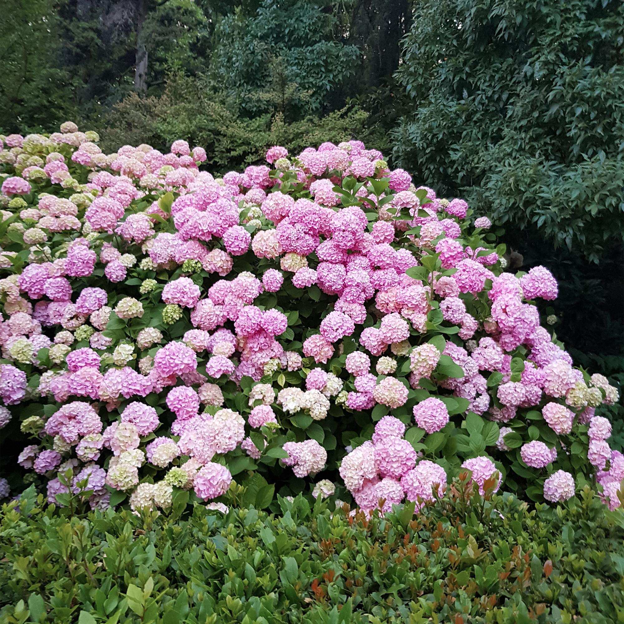 Hortensie – Hydrangea macrophylla Rosa – Blüte Rosa – Ø17cm – ↕30cm – Blühpflanze für Garten & Topf – Pflegeleicht & Laubabwerfend – Plant