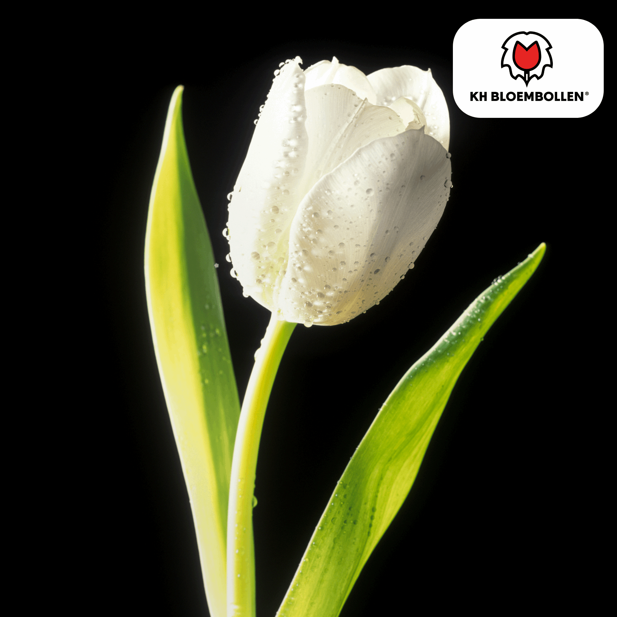 Catherina Tulpenzwiebeln – 20 Stück – Reinweiße Frühlingsblüher – Tulipa „Catherina“ – Für Garten & Topf – Blüte April–Mai – Plant