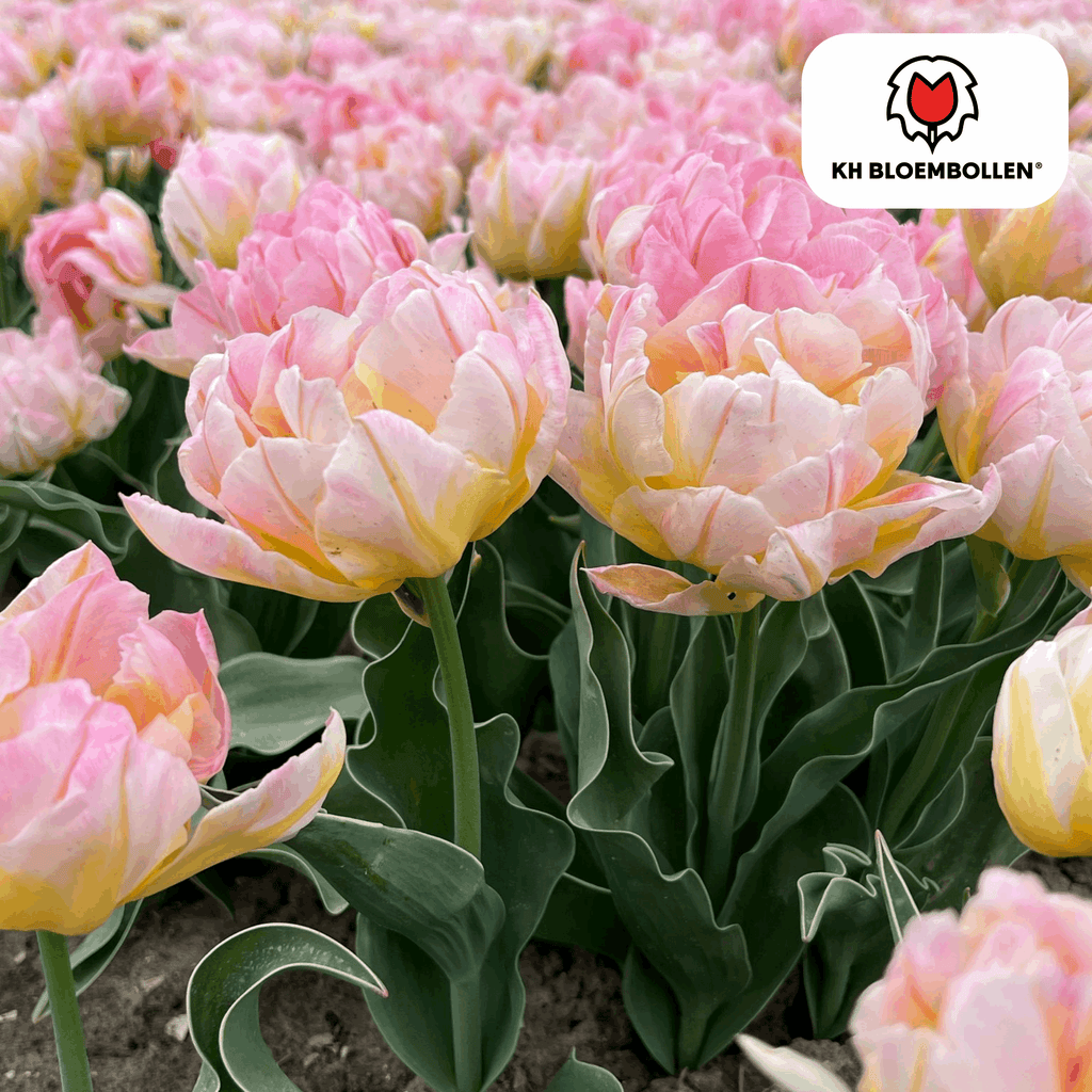 Tulpenzwiebeln Password – 20 Blumenzwiebln – Rosa gefüllte Tulpe – Zart & romantisch – Für Garten & Topf – Plant