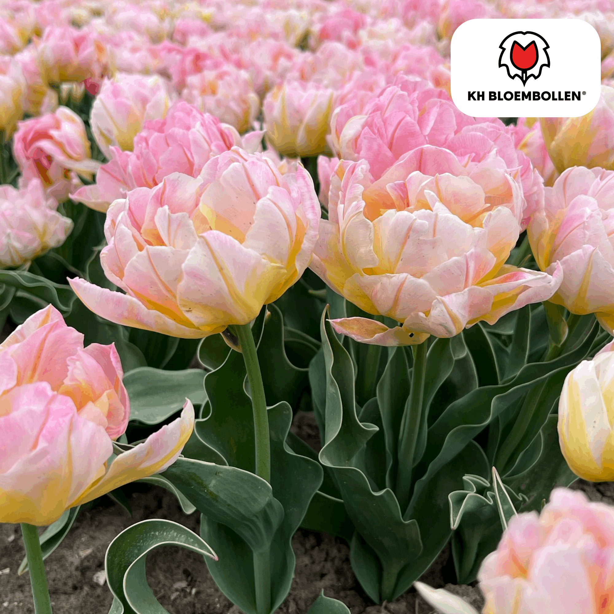 Tulpenzwiebeln Password – 20 Blumenzwiebln – Rosa gefüllte Tulpe – Zart & romantisch – Für Garten & Topf – Plant
