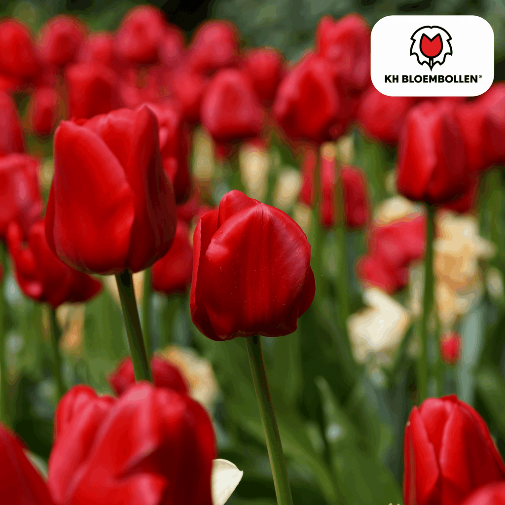 Tulpenzwiebeln Ile de France – 20 Blumenzwiebeln – Tiefrote Tulpe – Klassisch, elegant & robust – Für Garten oder Topf – Plant