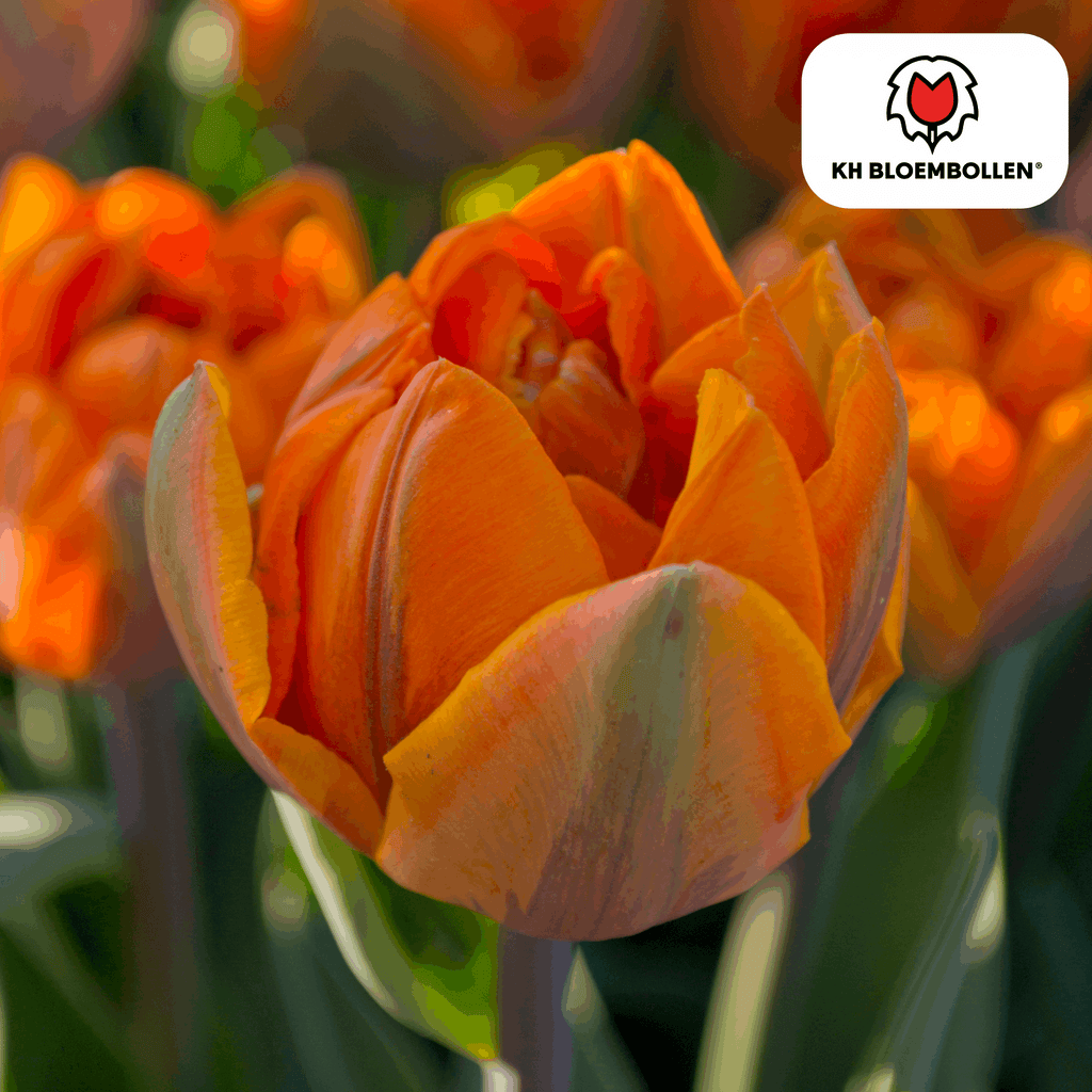 Tulpenzwiebeln Icoon – 20 Blumenzwiebeln – Lachsrosa gefüllte Tulpe – Stilvoll & modern – Für Garten oder Topf – Plant