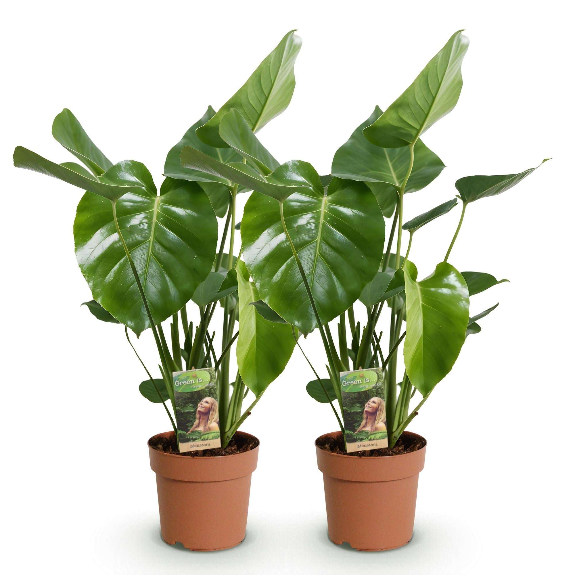 Monstera Deliciosa Fensterblatt Zimmerpflanze – 2 Pflanzen 17cm – Höhe ca.50-55cm