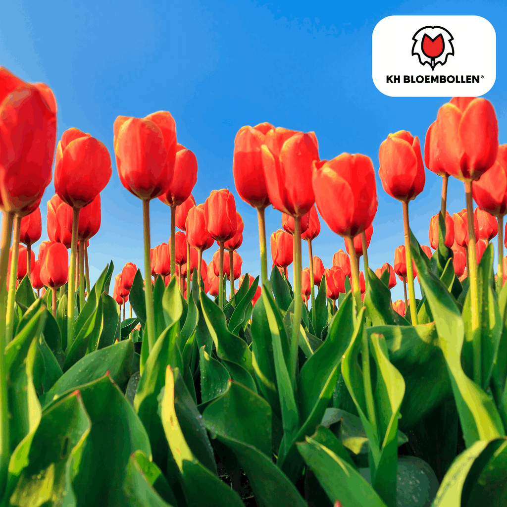 Tulpenzwiebeln Dafeng – 20 Stück – Orangefarbene Tulpen – Großblumig & elegant – Für Garten, Topf & Balkon – Plant