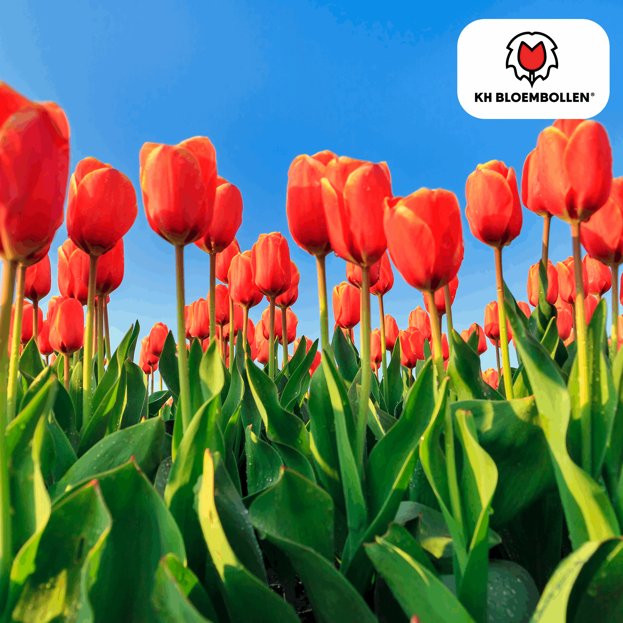 Tulpenzwiebeln Dafeng – 20 Stück – Orangefarbene Tulpen – Großblumig & elegant – Für Garten, Topf & Balkon – Plant