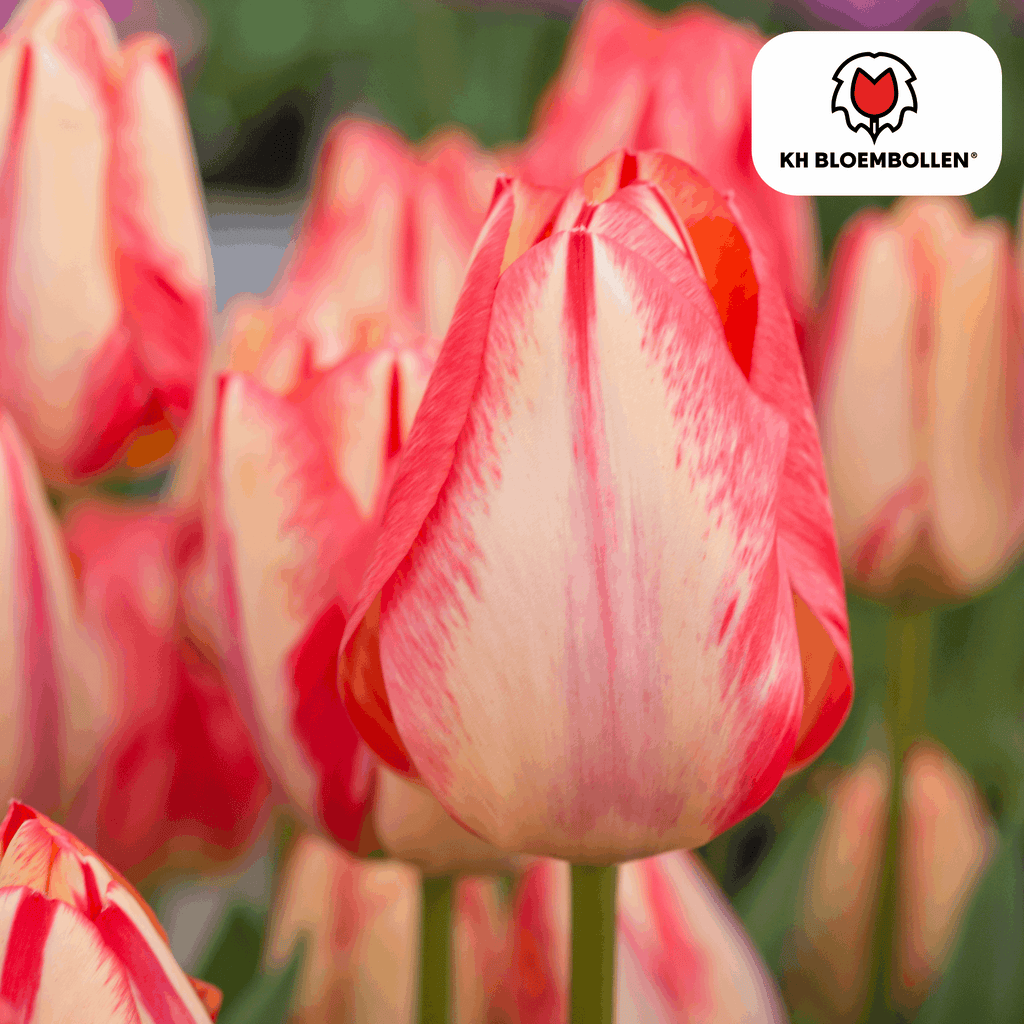 Tulpenzwiebeln Spryng Break – 20 Blumenzwiebeln – Rot-orange Tulpe – Feurig & auffällig – Für Garten & Topf – Plant