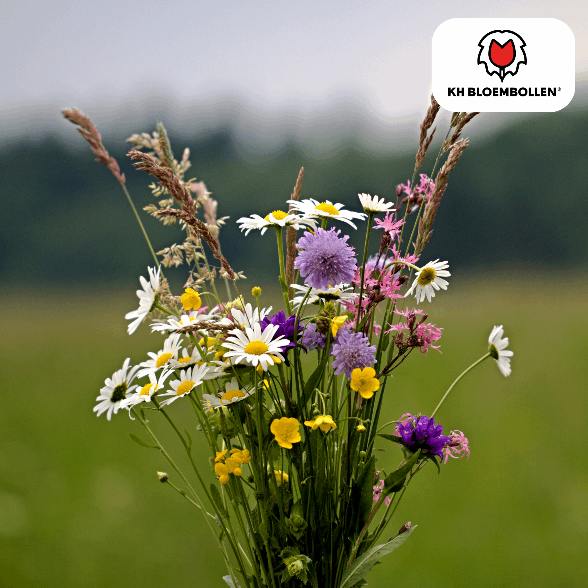 Wildblumensamen – 100g für 30–50m² – Bienen- & Schmetterlingsfreundlich – Einjährige & mehrjährige Blumen – Für Garten, Wiese, Beet – GVO-frei & nachhaltig – Plant