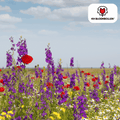 Wildblumensamen – 100g für 30–50m² – Bienen- & Schmetterlingsfreundlich – Einjährige & mehrjährige Blumen – Für Garten, Wiese, Beet – GVO-frei & nachhaltig – Plant