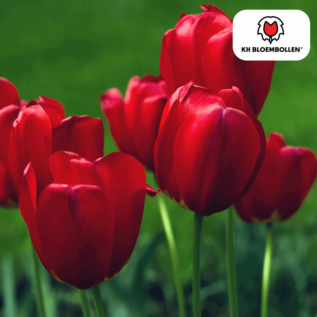 Tulpenzwiebeln Seadov – 20 Blumenzwiebeln– Tiefrote Tulpe mit gezacktem Blütenrand – Für Garten & Topf – Winterhart & pflegeleicht – Plant