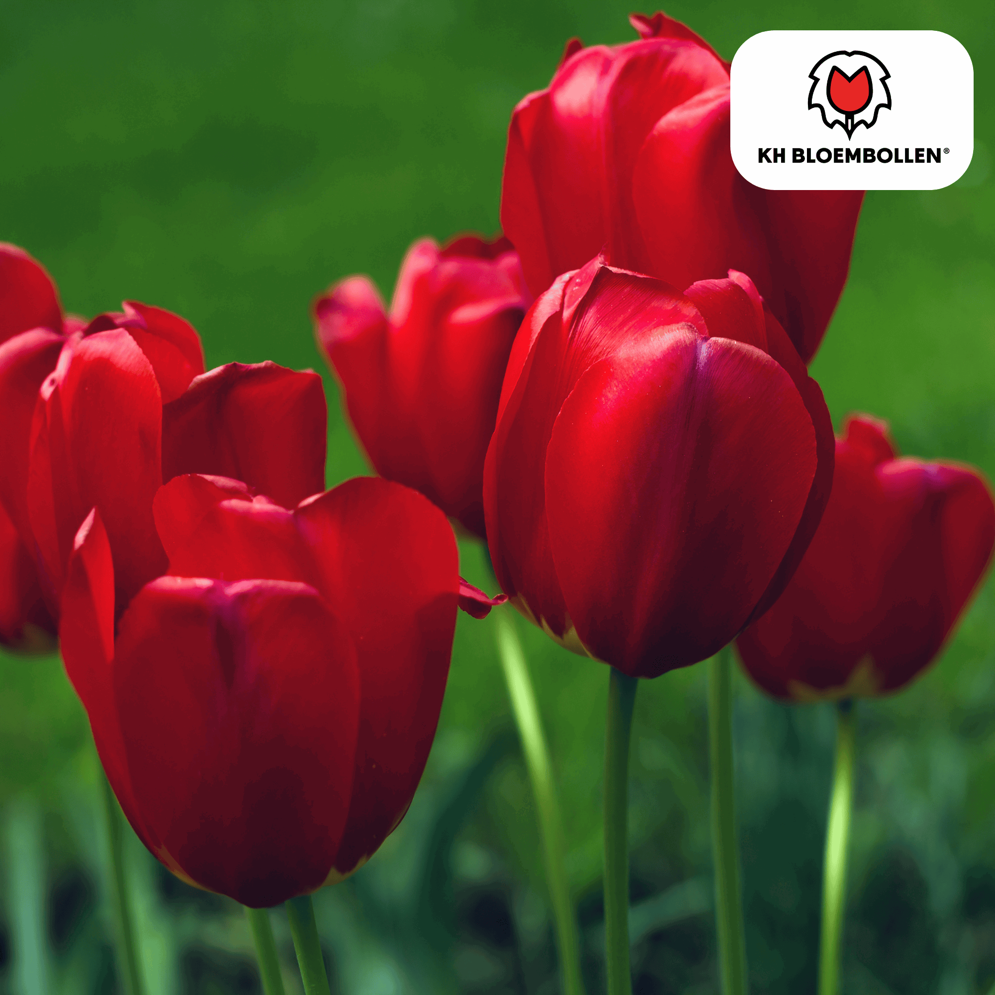 Tulpenzwiebeln Seadov – 20 Blumenzwiebeln– Tiefrote Tulpe mit gezacktem Blütenrand – Für Garten & Topf – Winterhart & pflegeleicht – Plant