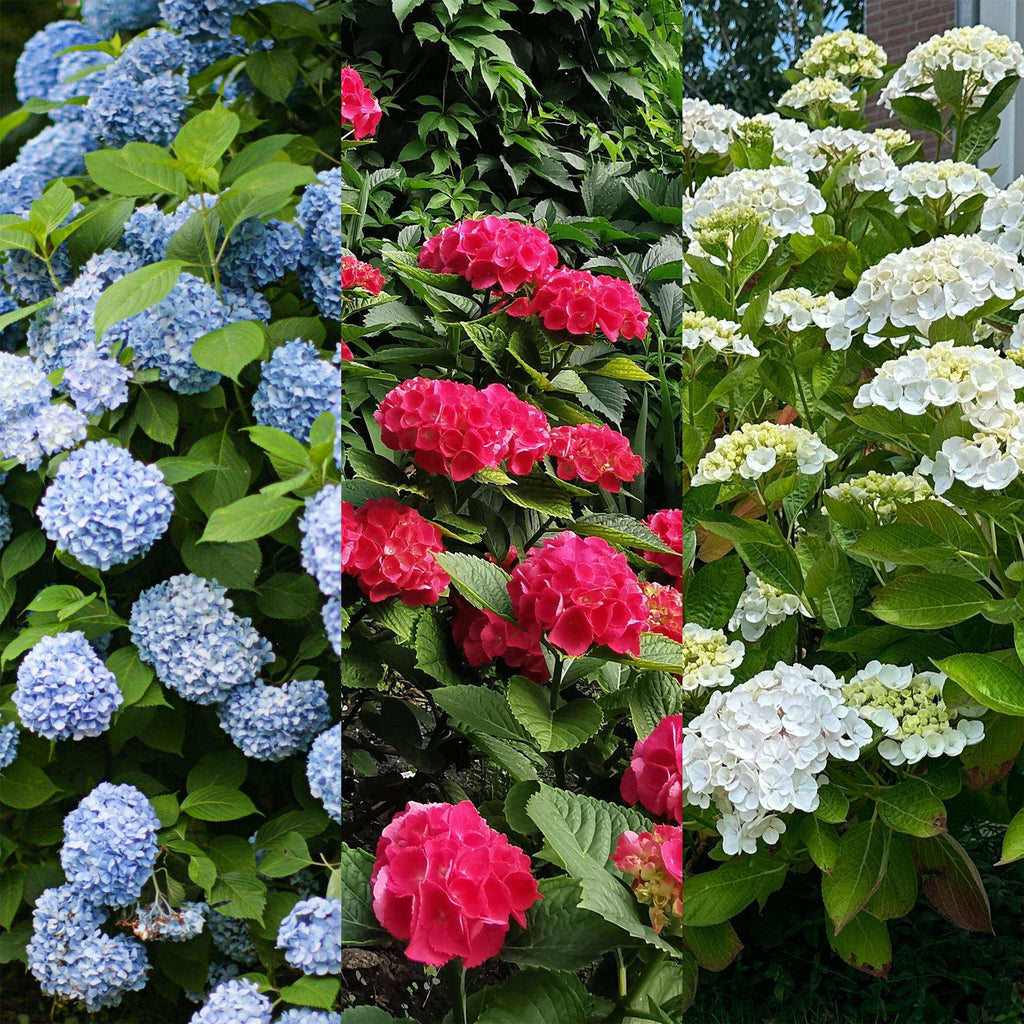Hortensie Hydrangea macrophylla Tricolour – 3 Pflanzen in Rosa, Blau & Weiß – Ø17cm – ↕30cm – Blüte Juni–September – Laubabwerfend – Pflegeleicht & winterhart – Plant