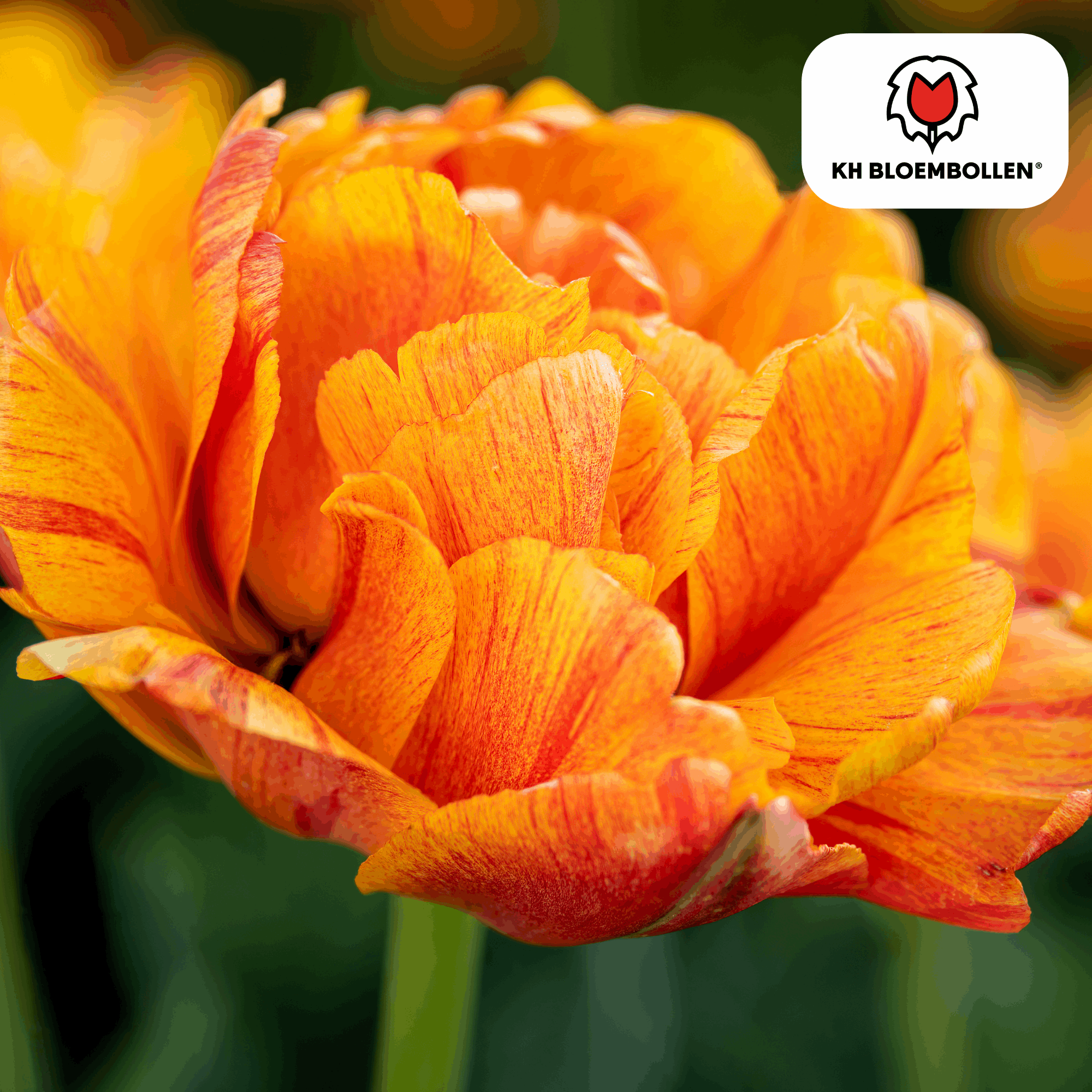 Tulpenzwiebeln Gudoshnik Double – 20 Blumenzwiebeln – Gefüllte Tulpe in Gelb, Orange & Rot – Pfingstrosenartig & farbintensiv – Für Garten oder Topf – Plant