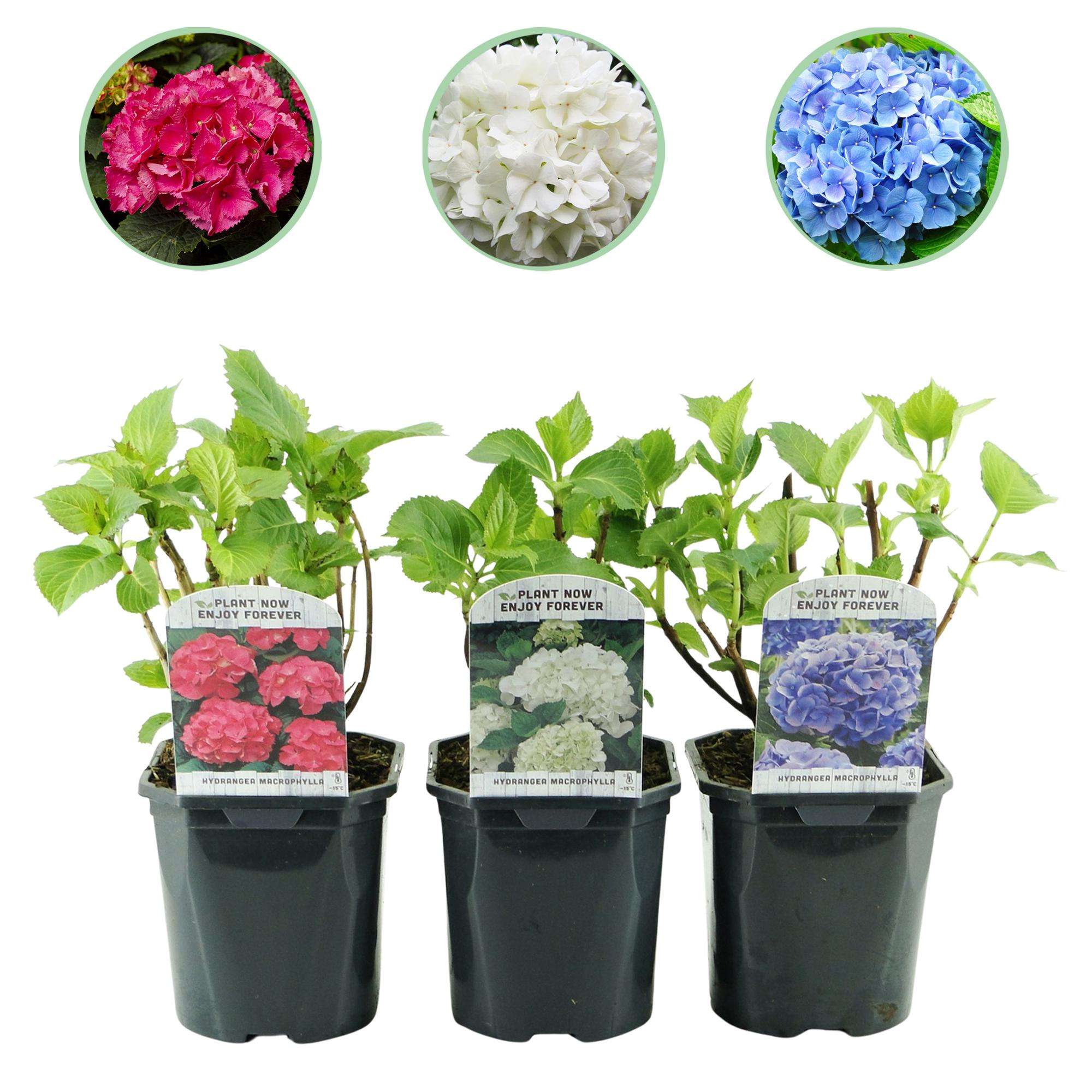 Hortensie Hydrangea macrophylla Tricolour – 3 Pflanzen in Rosa, Blau & Weiß – Ø17cm – ↕30cm – Blüte Juni–September – Laubabwerfend – Pflegeleicht & winterhart – Plant
