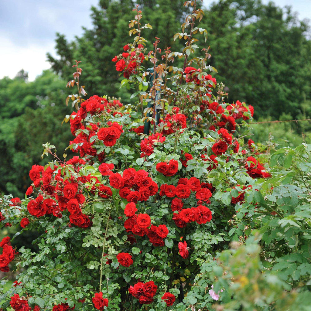 Kletterrose – Rosa Red Queen – Rote Blüten – Stark duftend – 2 Pflanzen – 11cm – Höhe 40cm – Geringer Pflegeaufwand – Plant