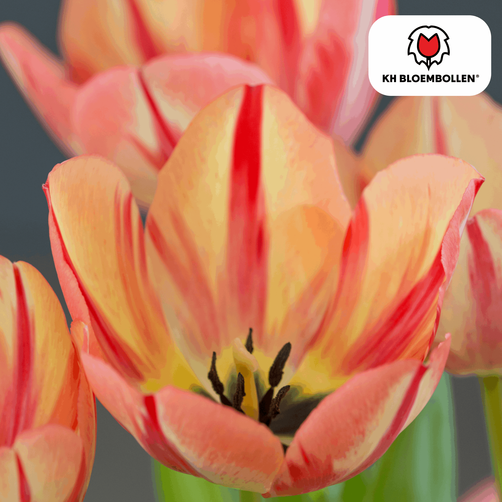 Tulpenzwiebeln Spryng Break – 20 Blumenzwiebeln – Rot-orange Tulpe – Feurig & auffällig – Für Garten & Topf – Plant
