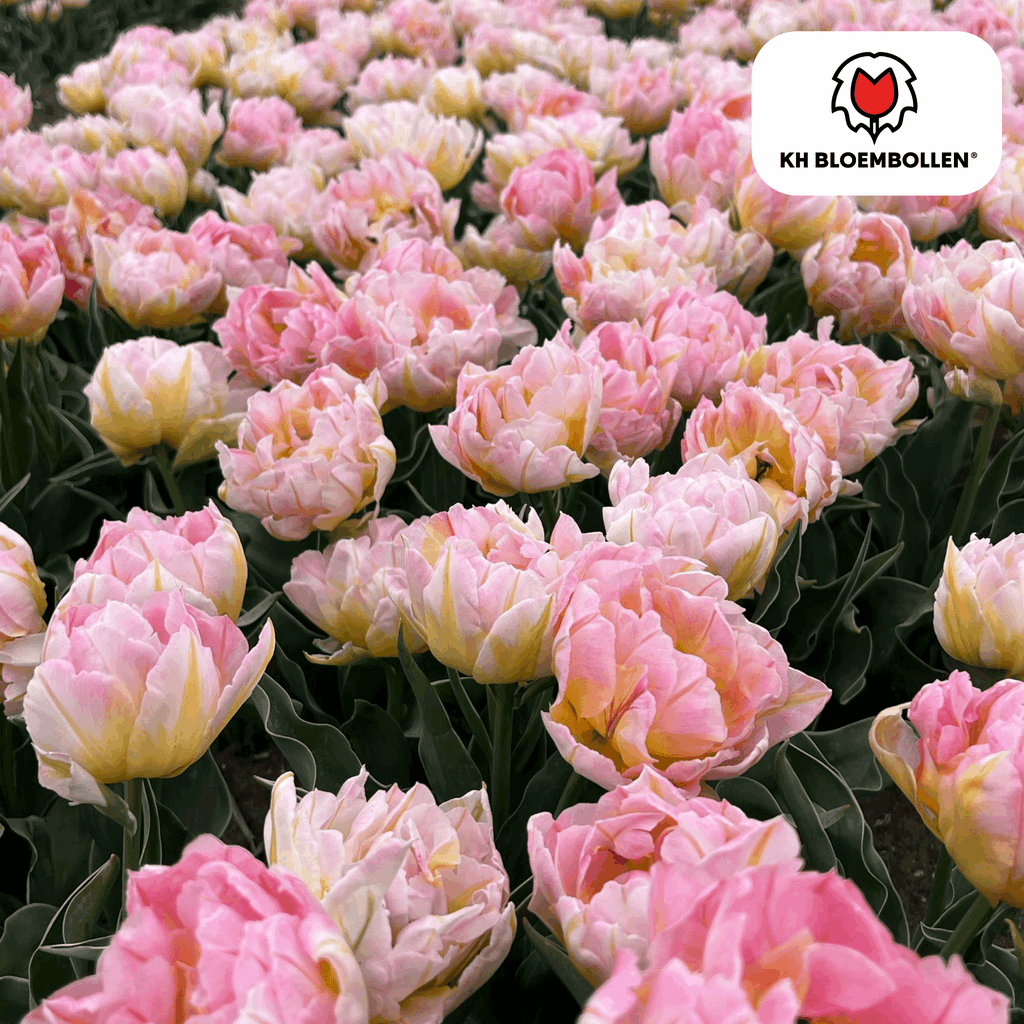 Tulpenzwiebeln Password – 20 Blumenzwiebln – Rosa gefüllte Tulpe – Zart & romantisch – Für Garten & Topf – Plant