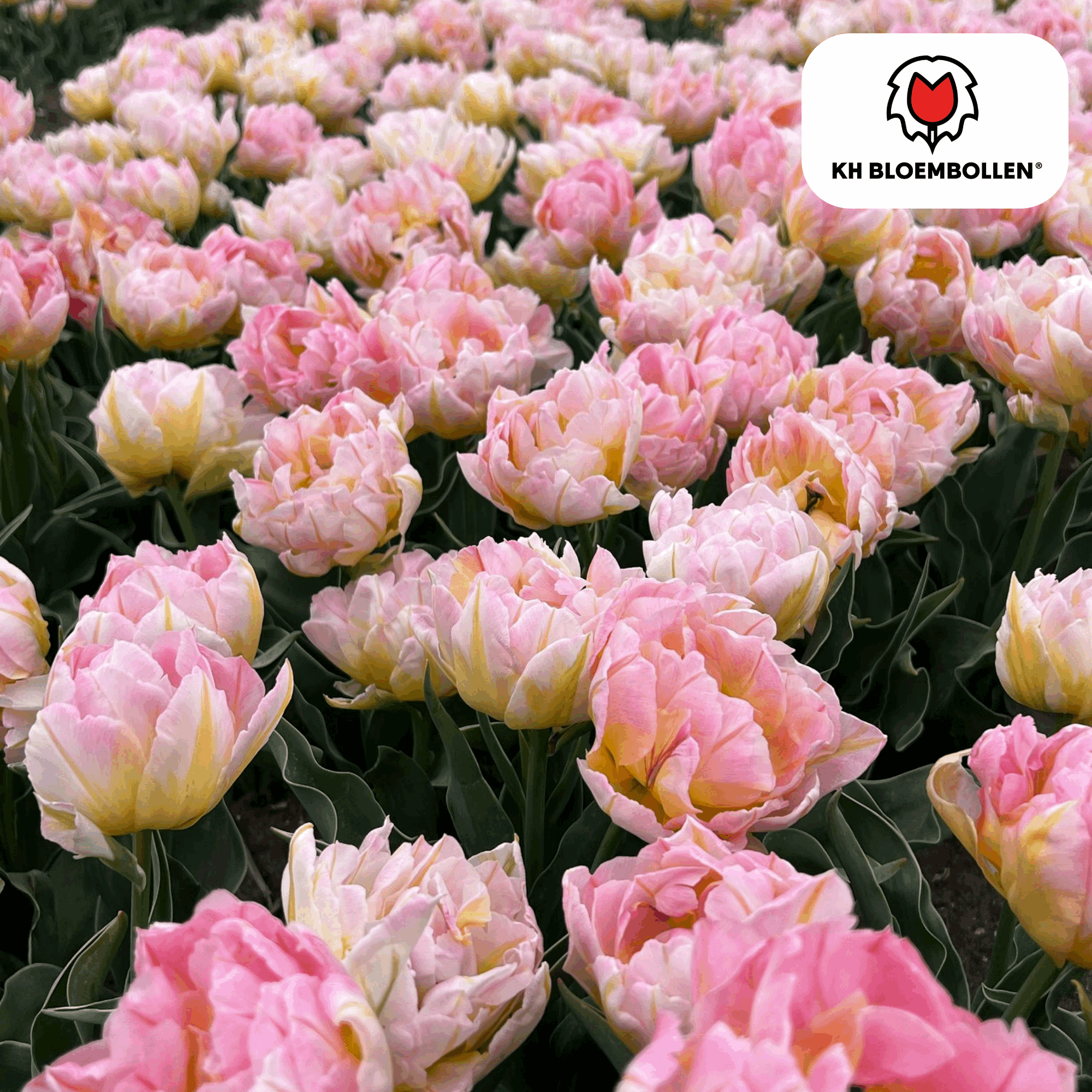Tulpenzwiebeln Password – 20 Blumenzwiebln – Rosa gefüllte Tulpe – Zart & romantisch – Für Garten & Topf – Plant