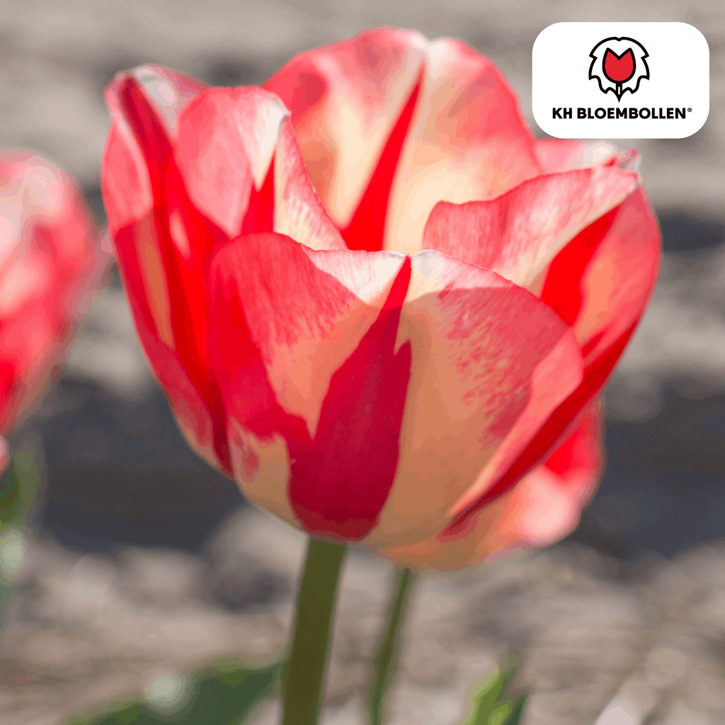 Tulpenzwiebeln Spryng Break – 20 Blumenzwiebeln – Rot-orange Tulpe – Feurig & auffällig – Für Garten & Topf – Plant