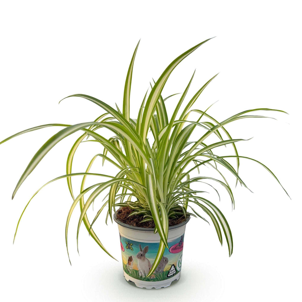 Grünlilie Chlorophytum comosum Variegatum – Bunte Graslilie Zimmerpflanze – Haustierfreundlich 12cm – Höhe ca.20cm – Plant
