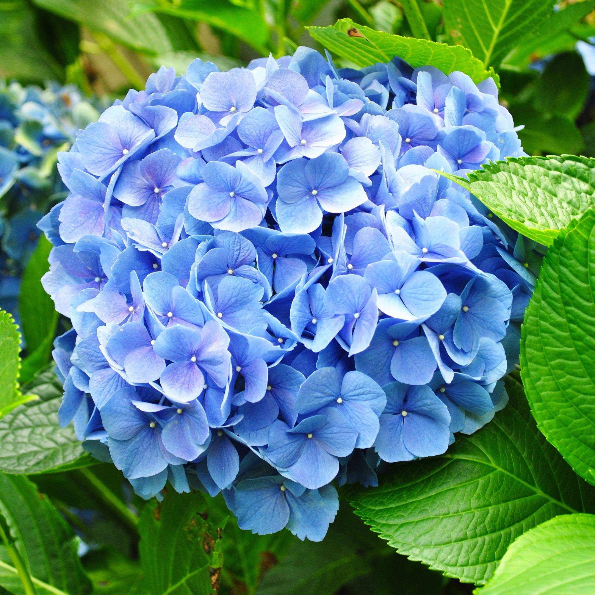 Hortensie Hydrangea macrophylla Blau – Blütezeit Juni bis September – Ø17cm – ↕30cm – Laubabwerfende Gartenpflanze – Pflegeleicht & winterhart – Plant
