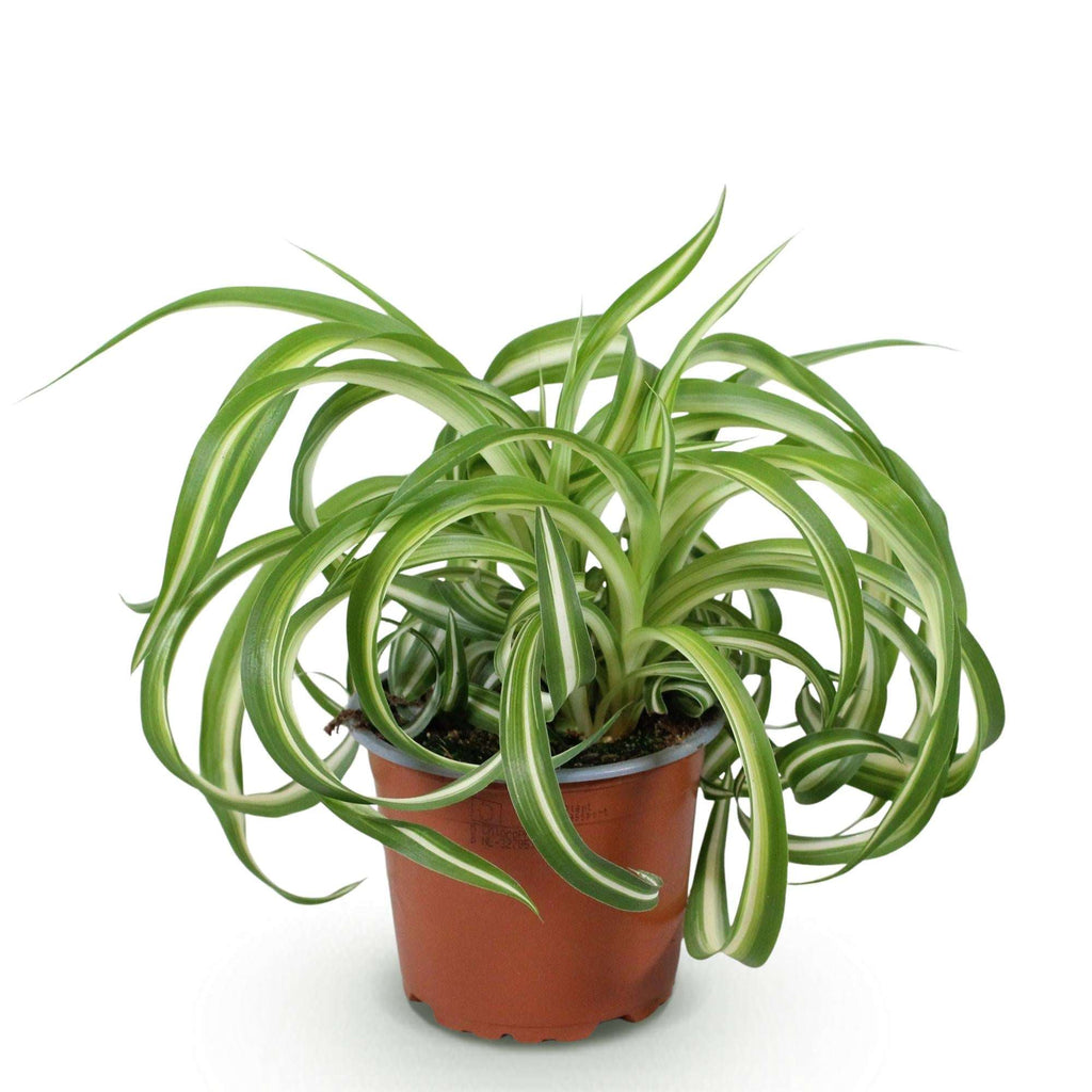 Grünlilie Chlorophytum comosum Bonnie Lockige Graslilie – Haustierfreundliche Zimmerpflanze im 12cm Topf – Höhe ca.20cm – Plant