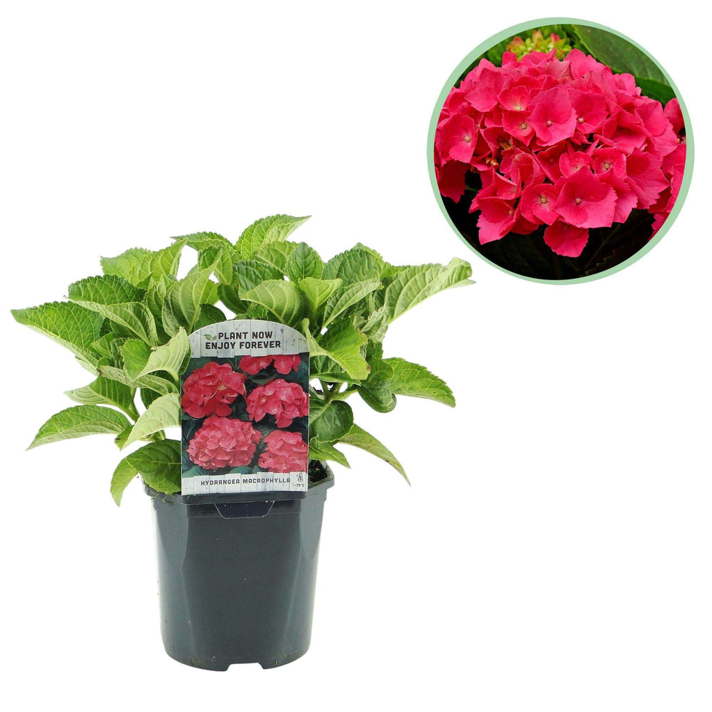 Hortensie – Hydrangea macrophylla Rot – Blüte Rot – Ø17cm – ↕30cm – Sommerblüher – Pflegeleicht & Laubabwerfend – Plant