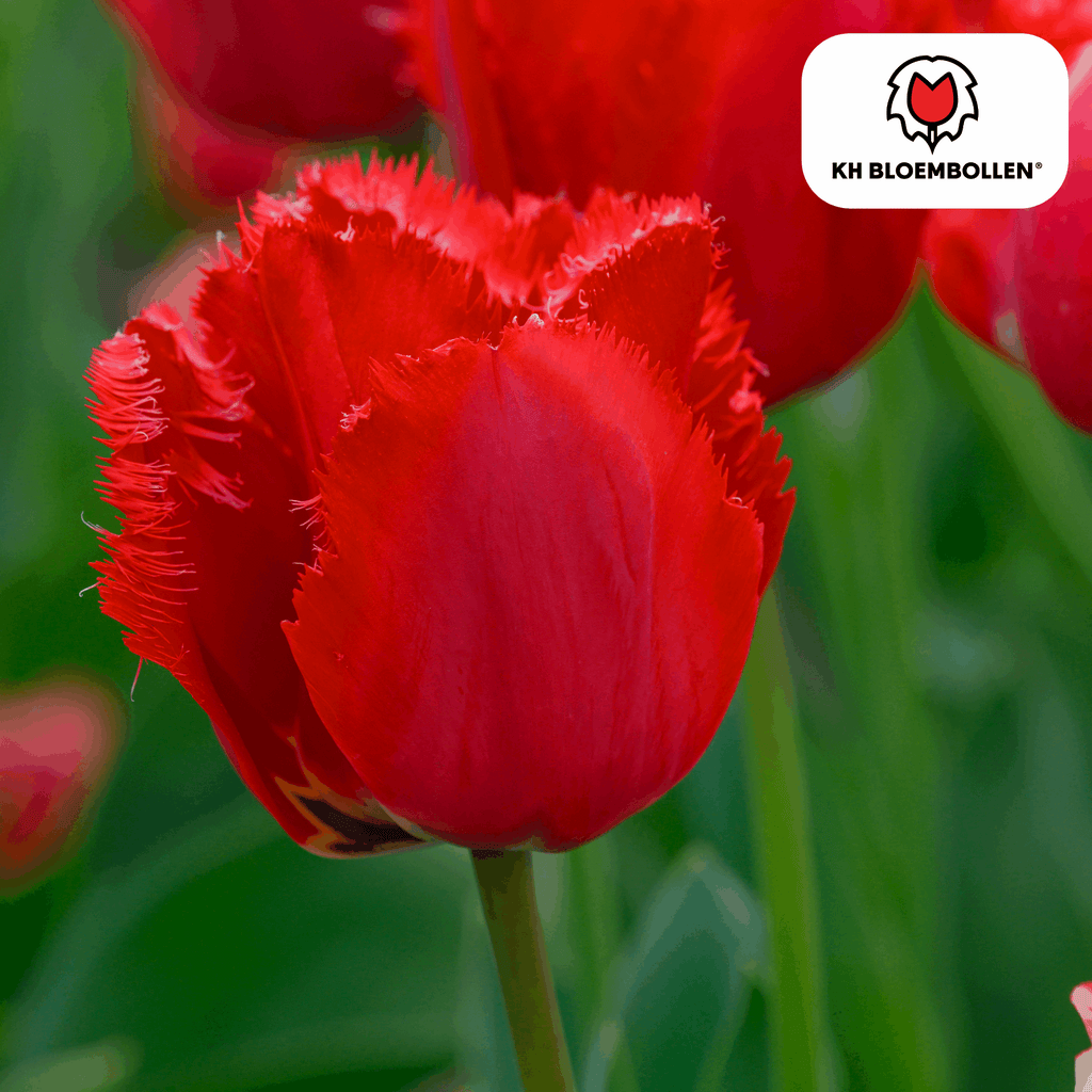 Tulpenzwiebeln Masterpeace – 20 Blumenzwiebeln – Rote Tulpe mit gezacktem Rand – Robust & einzigartig – Für Garten & Topf – Plant
