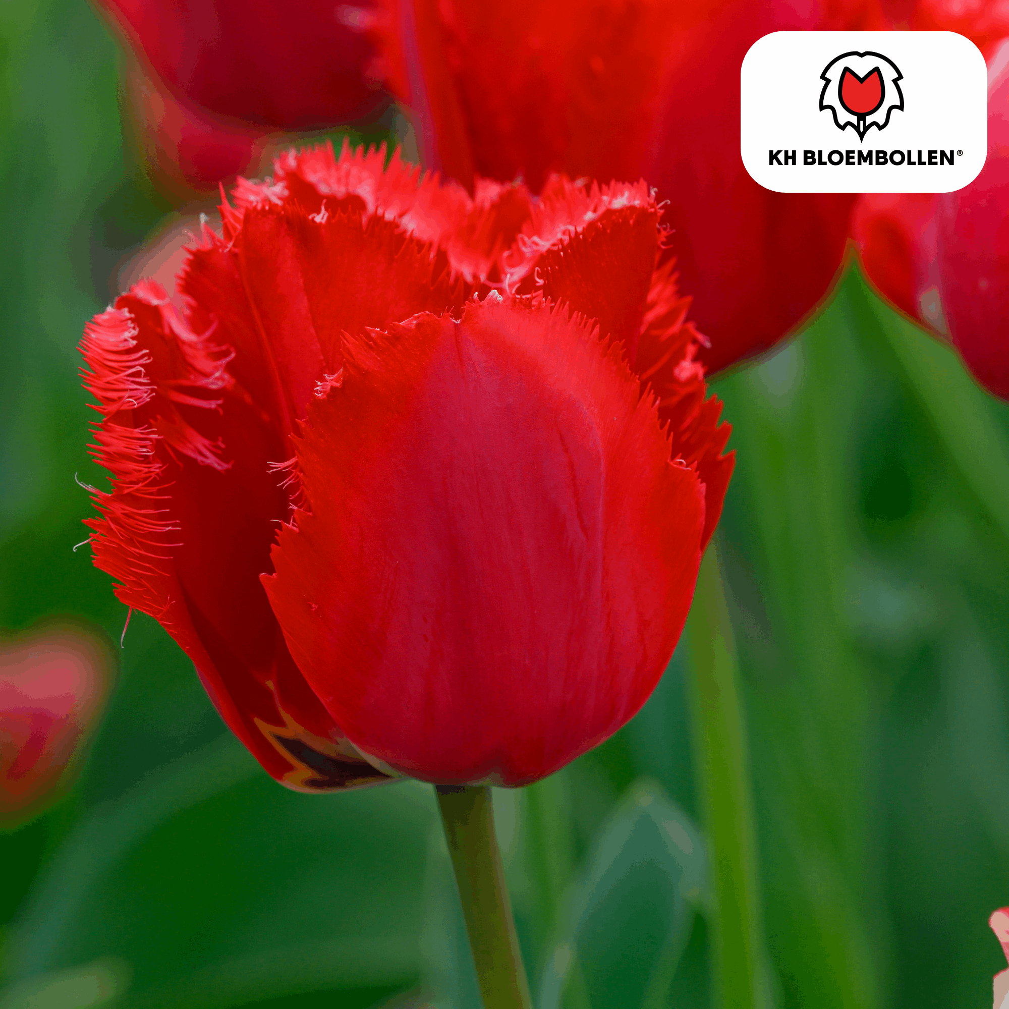 Tulpenzwiebeln Masterpeace – 20 Blumenzwiebeln – Rote Tulpe mit gezacktem Rand – Robust & einzigartig – Für Garten & Topf – Plant