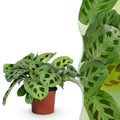 Maranta Fascinator Kerchoveana Zebrapflanze – Haustierfreundliche Zimmerpflanze 12cm – Höhe ca.25cm – Dekorative Gebetspflanze für Wohnzimmer & Büro – Plant