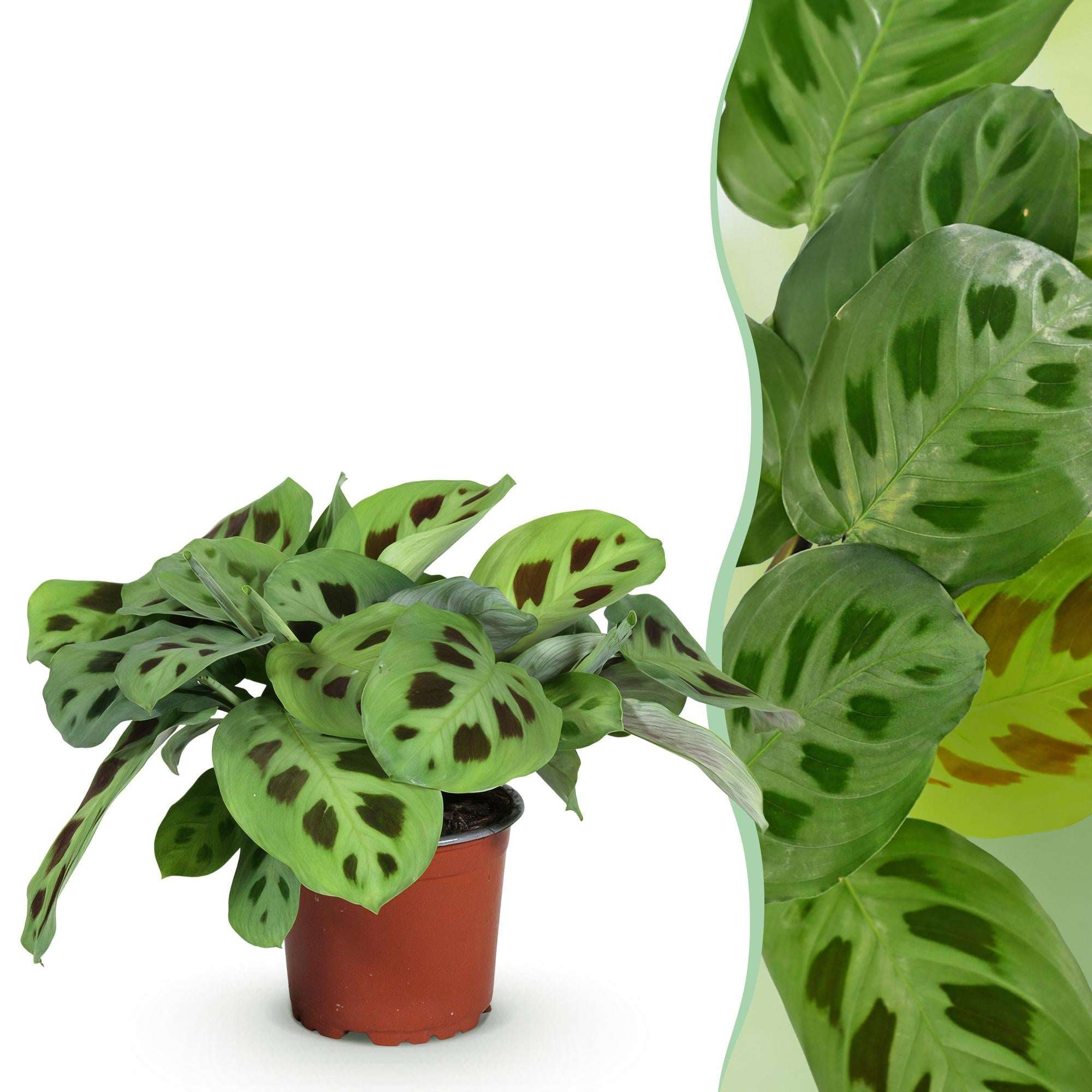 Maranta Fascinator Kerchoveana Zebrapflanze – Haustierfreundliche Zimmerpflanze 12cm – Höhe ca.25cm – Dekorative Gebetspflanze für Wohnzimmer & Büro – Plant